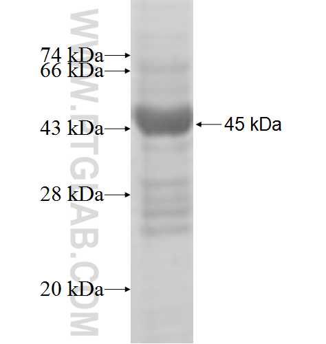 AP1S2 fusion protein Ag6911 SDS-PAGE