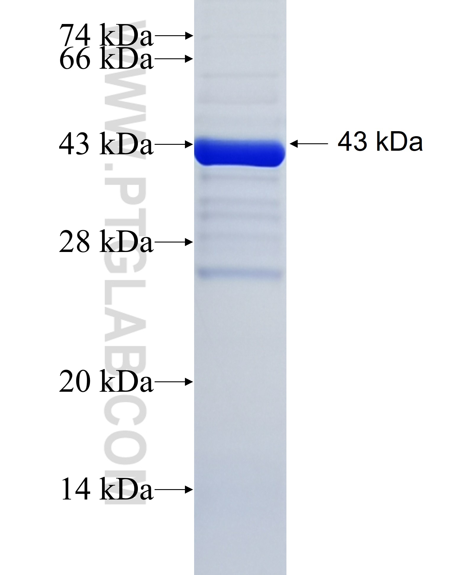 AP1S2 fusion protein Ag6911 SDS-PAGE