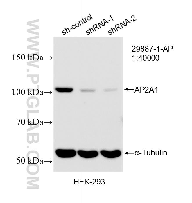 WB analysis of HEK-293 using 29887-1-AP WB analysis of HEK-293 using 29887-1-AP