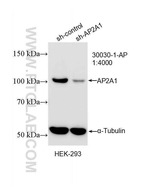 WB analysis of HEK-293 using 30030-1-AP