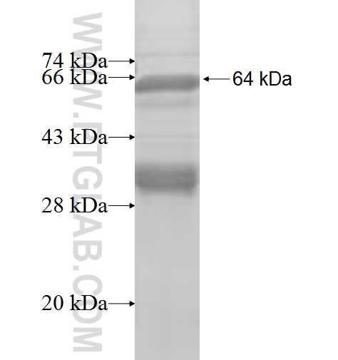 AP2A2 fusion protein Ag8442 SDS-PAGE