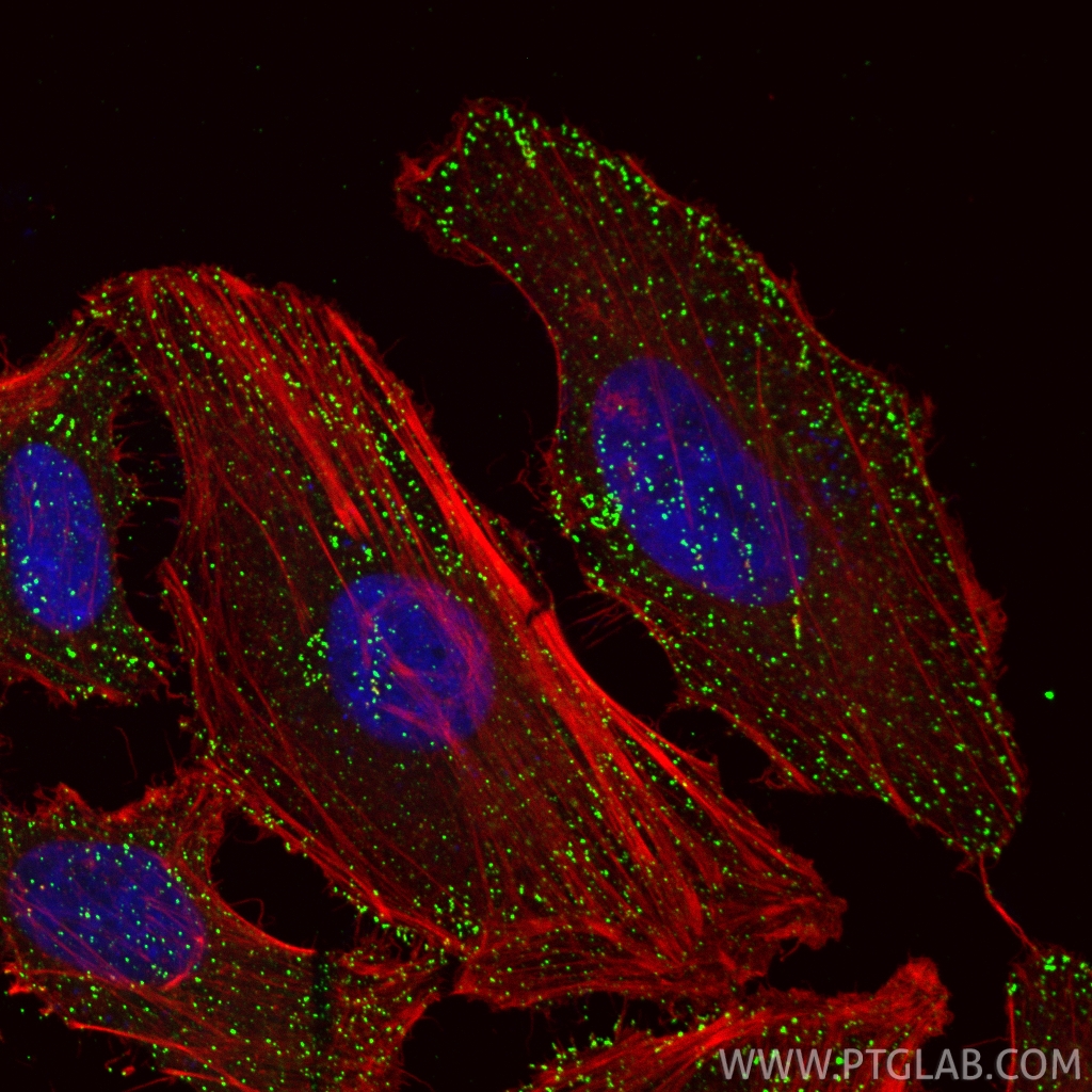 Immunofluorescent analysis of (4% PFA) fixed HeLa cells using AP2B1 antibody (68349-1-Ig, Clone: 1A3B6 ) at dilution of 1:2000 and CoraLite®488-Conjugated Goat Anti-Mouse IgG(H+L) (<a class='green' href='/productredirect?CatalogNo=SA00013-1' target='_blank'>SA00013-1</a>), CoraLite®594-Phalloidin (red). IF Staining of HeLa using 68349-1-Ig