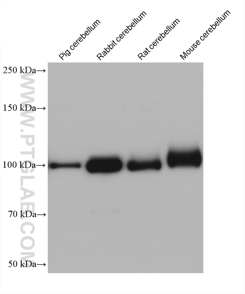 WB analysis using 68349-1-Ig