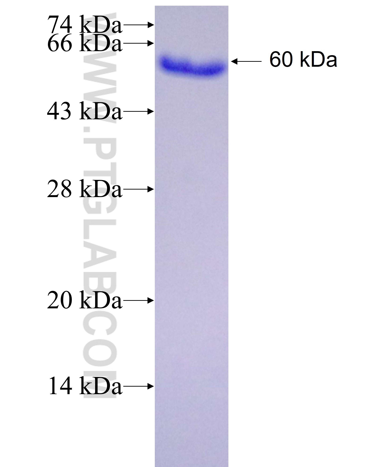 AP50 fusion protein Ag3104 SDS-PAGE