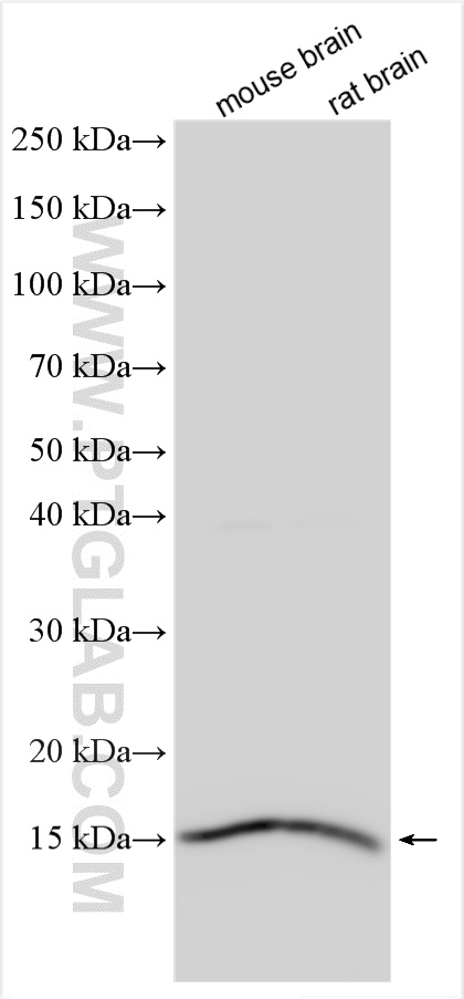 WB analysis using 15634-1-AP