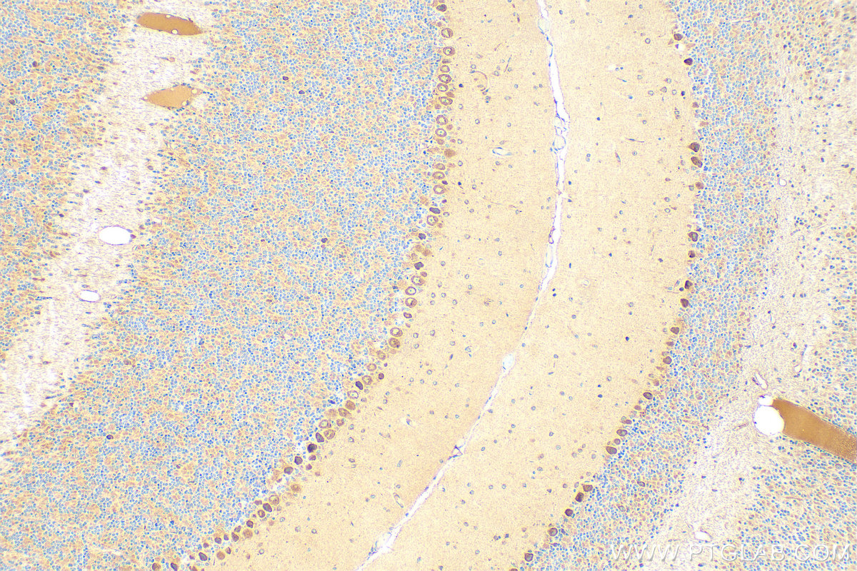IHC staining of mouse cerebellum using 12114-1-AP