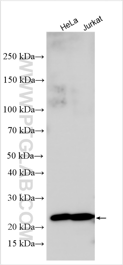WB analysis using 32945-1-AP