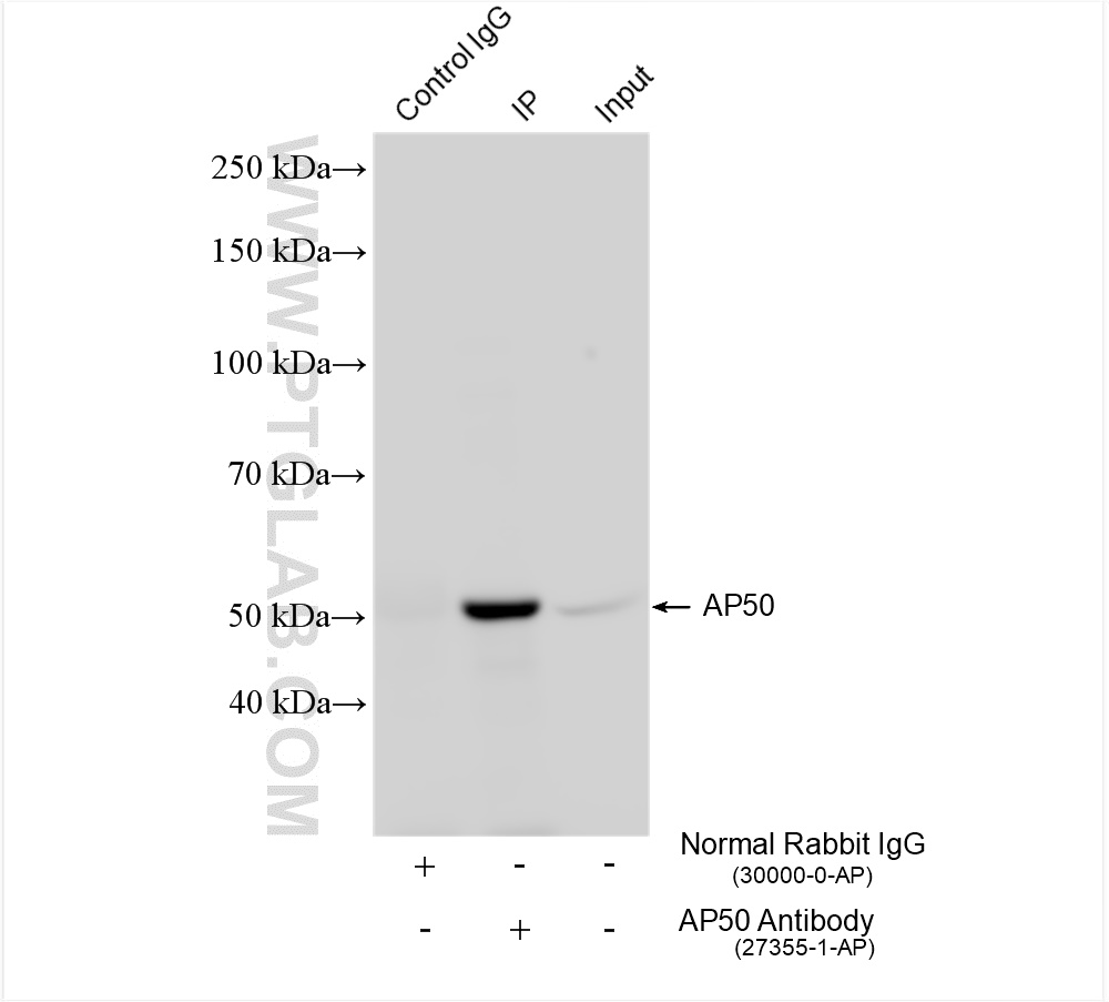 IP experiment of mouse brain using 27355-1-AP
