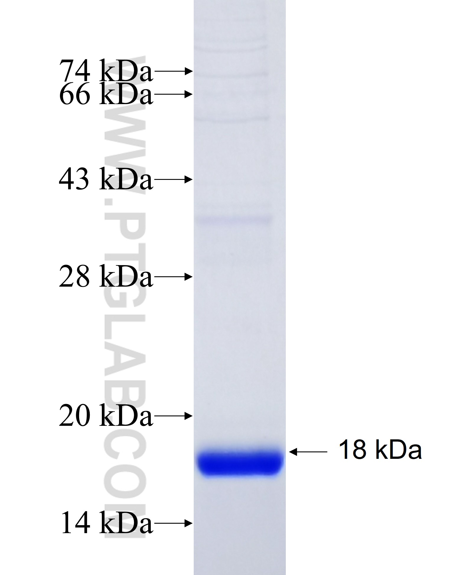 AP50 fusion protein Ag26084 SDS-PAGE