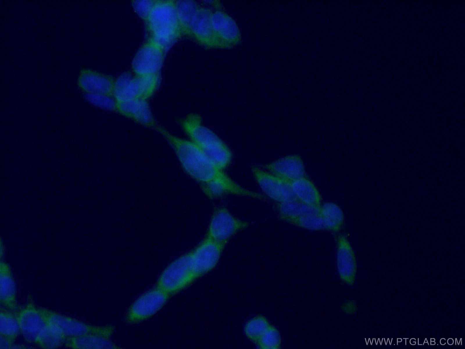 IF Staining of HEK-293 using 66533-1-Ig