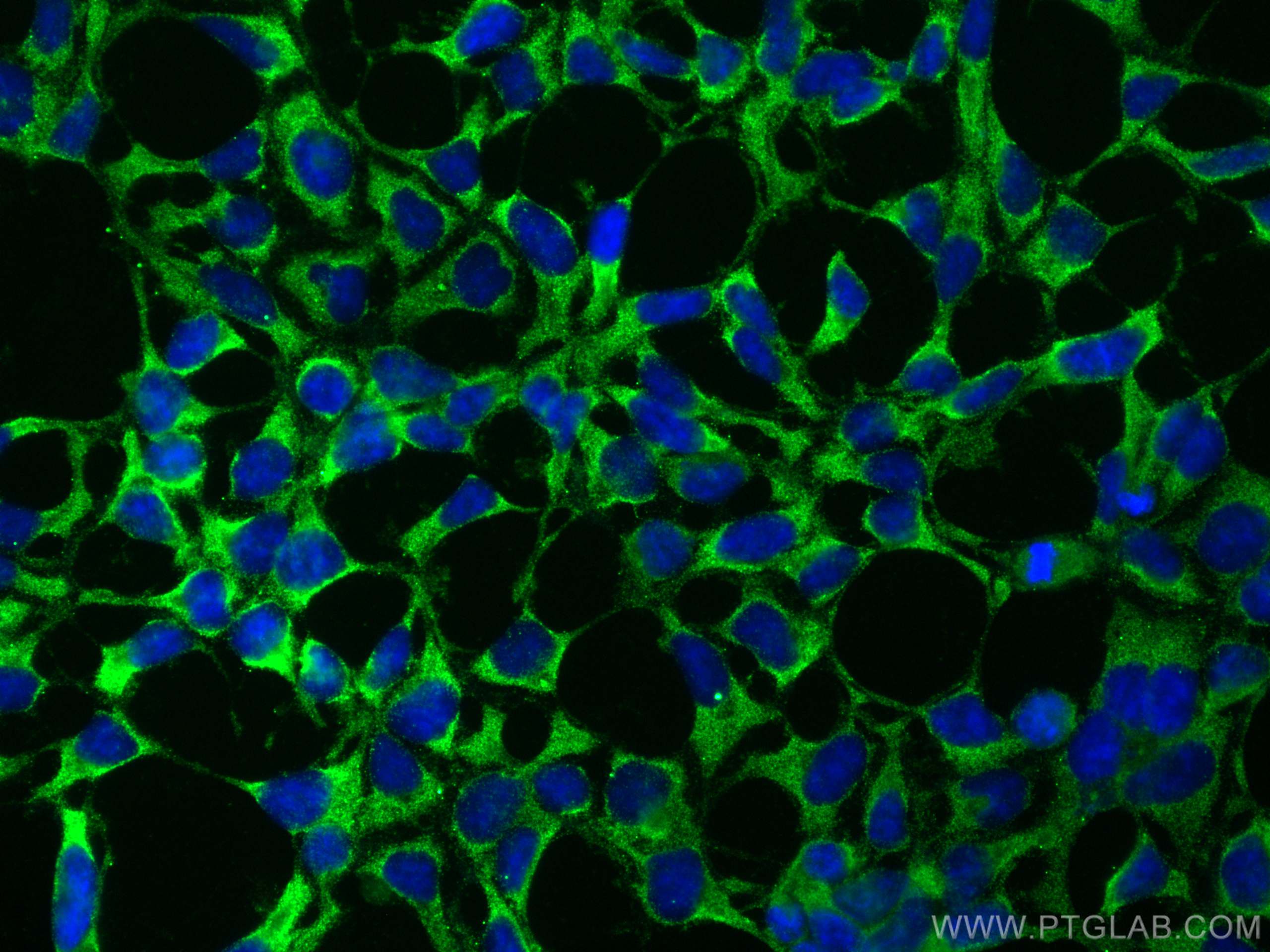 IF Staining of HEK-293 using 66533-1-Ig