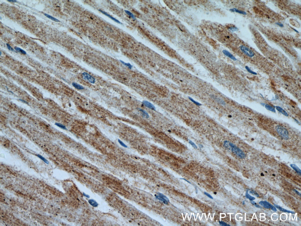 APAF1 Polyclonal antibody