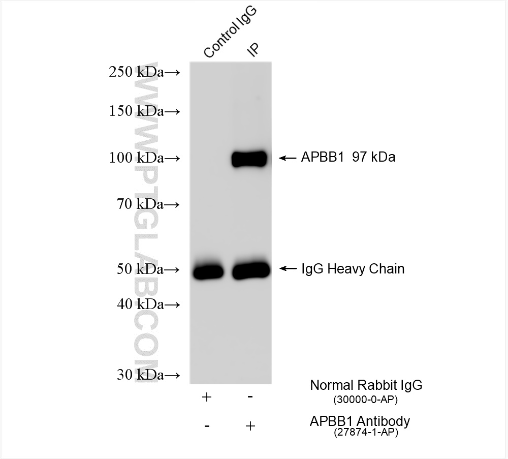 IP experiment of mouse brain using 27874-1-AP
