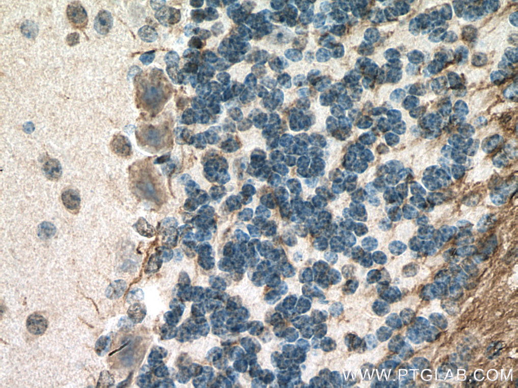 IHC staining of mouse cerebellum using 67077-1-Ig