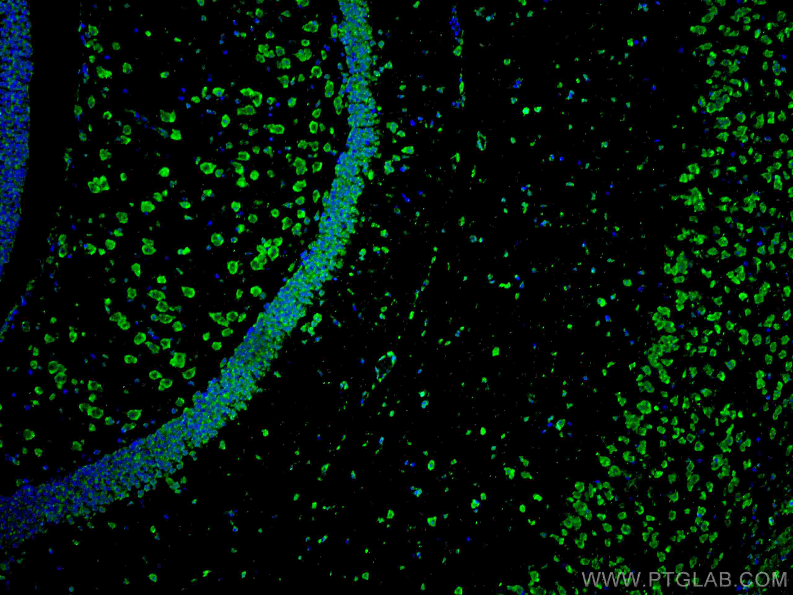 IF Staining of mouse brain using CL488-67077