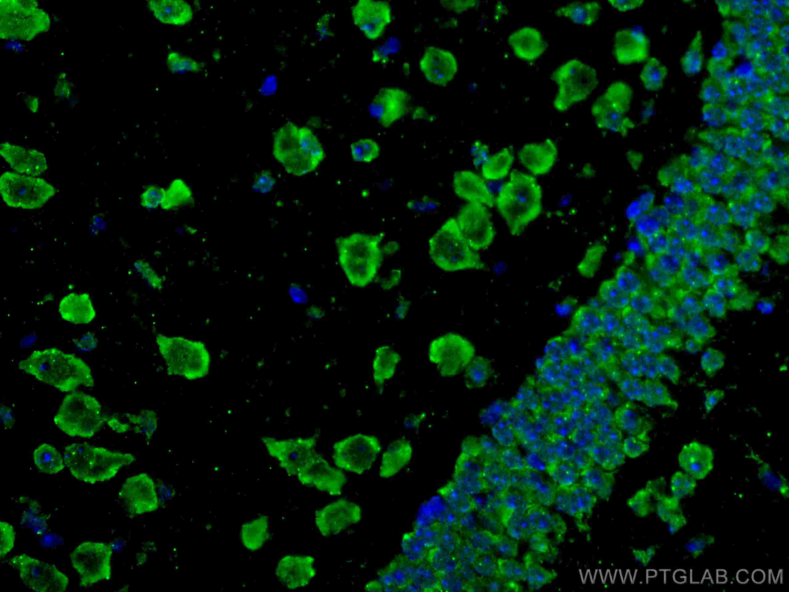 IF Staining of mouse brain using CL488-67077