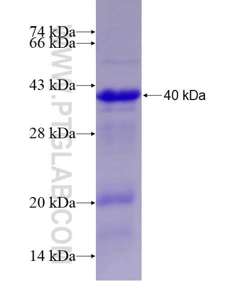 APBB1 fusion protein Ag27436 SDS-PAGE