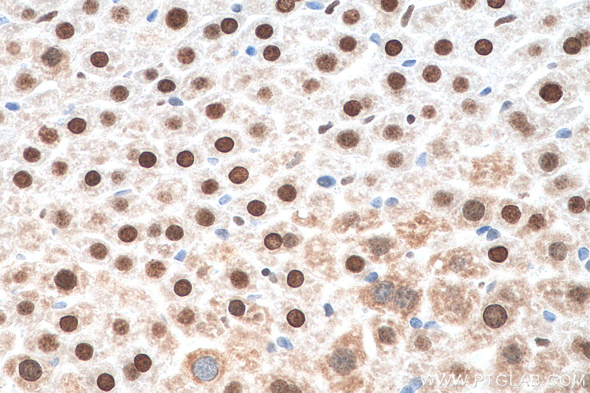 IHC staining of mouse liver using 67781-1-Ig (same clone as 67781-1-PBS)