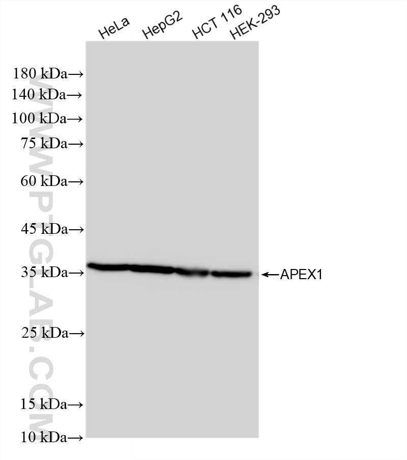 Various lysates were subjected to SDS PAGE followed by western blot with <a class='green' href='/productredirect?CatalogNo=86719-1-RR' target='_blank'>86719-1-RR</a> (APEX1 antibody) at dilution of 1:10000 incubated at room temperature for 1.5 hours. This data was developed using the same antibody clone with 86719-1-PBS in a different storage buffer formulation. WB analysis using 86719-1-RR (same clone as 86719-1-PBS)
