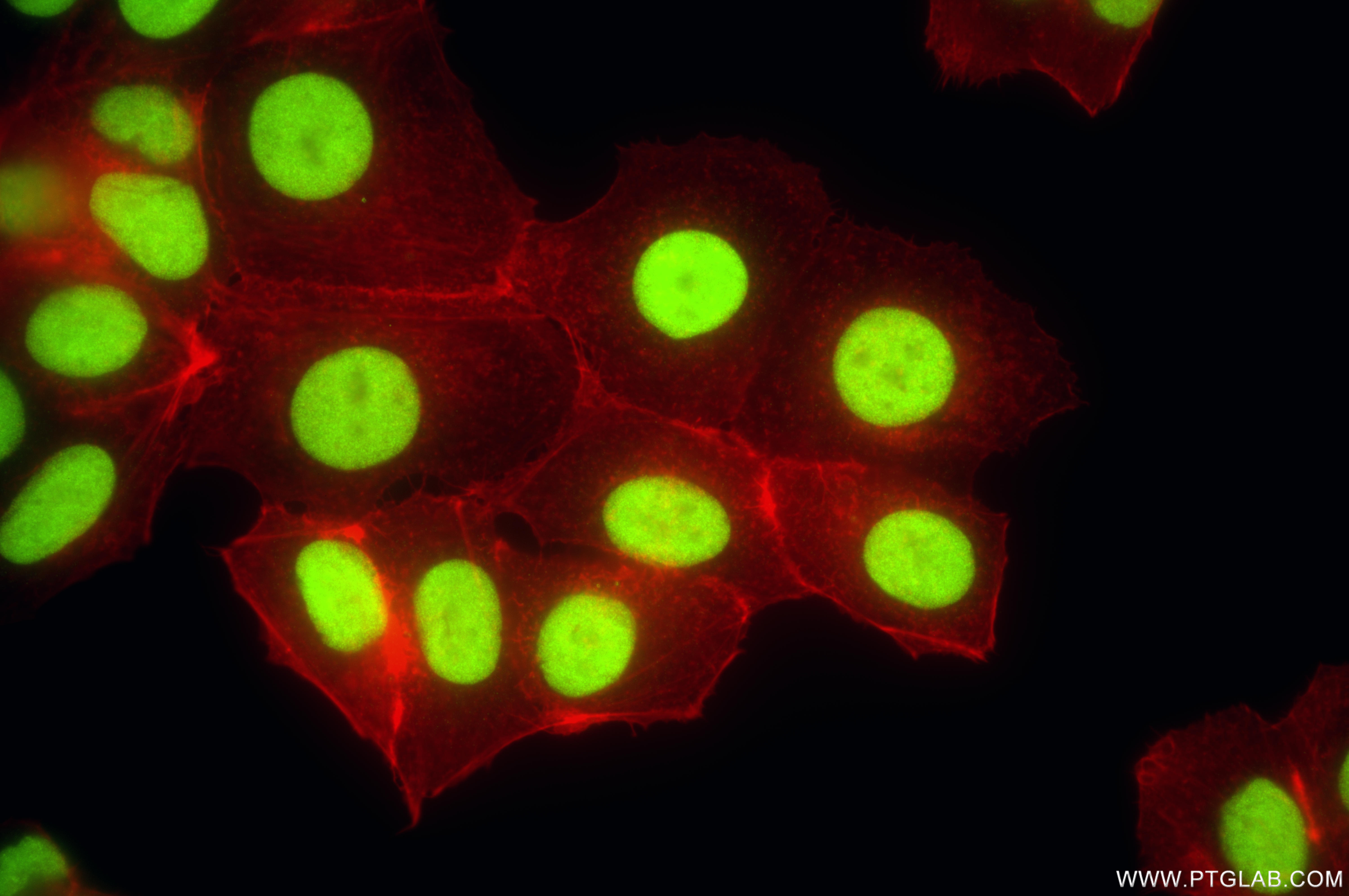 Immunofluorescent analysis of (4% PFA) fixed MCF-7 cells using APEX1 antibody (<a class='green' href='/productredirect?CatalogNo=86719-3-RR' target='_blank'>86719-3-RR</a>, Clone: 251693B6 ) at dilution of 1:1000 and CoraLite®488-Conjugated Goat Anti-Rabbit IgG(H+L) (<a class='green' href='/productredirect?CatalogNo=SA00013-2' target='_blank'>SA00013-2</a>), CL594-Phalloidin (red). This data was developed using the same antibody clone with 86719-3-PBS in a different storage buffer formulation. IF Staining of MCF-7 using 86719-3-RR (same clone as 86719-3-PBS)