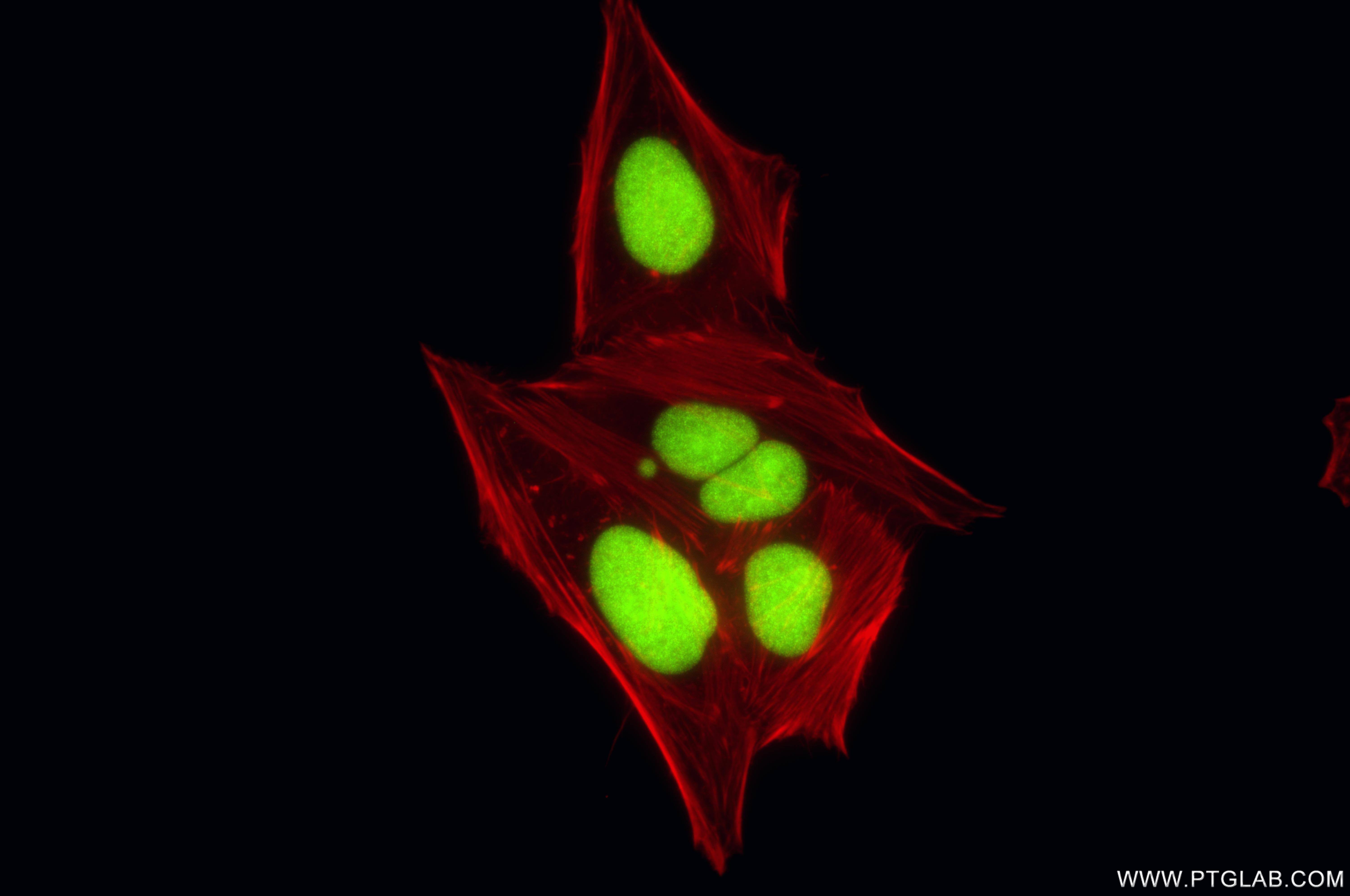 Immunofluorescent analysis of (4% PFA) fixed HepG2 cells using APEX1 antibody (<a class='green' href='/productredirect?CatalogNo=86719-3-RR' target='_blank'>86719-3-RR</a>, Clone: 251693B6 ) at dilution of 1:1000 and CoraLite®488-Conjugated Goat Anti-Rabbit IgG(H+L) (<a class='green' href='/productredirect?CatalogNo=SA00013-2' target='_blank'>SA00013-2</a>), CL594-Phalloidin (red). This data was developed using the same antibody clone with 86719-3-PBS in a different storage buffer formulation. IF Staining of HepG2 using 86719-3-RR (same clone as 86719-3-PBS)