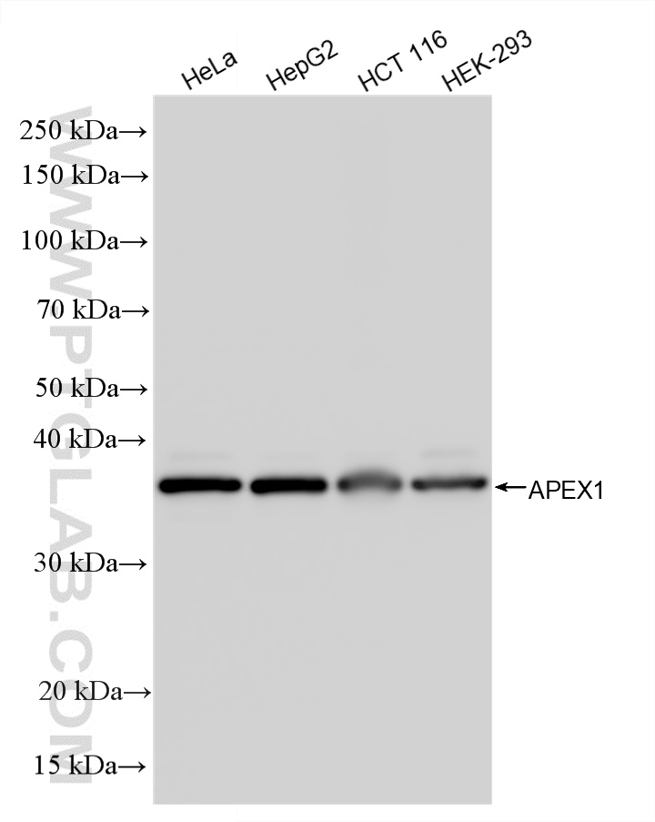 Various lysates were subjected to SDS PAGE followed by western blot with <a class='green' href='/productredirect?CatalogNo=86719-3-RR' target='_blank'>86719-3-RR</a> (APEX1 antibody) at dilution of 1:10000 incubated at room temperature for 1.5 hours. This data was developed using the same antibody clone with 86719-3-PBS in a different storage buffer formulation. WB analysis using 86719-3-RR (same clone as 86719-3-PBS)