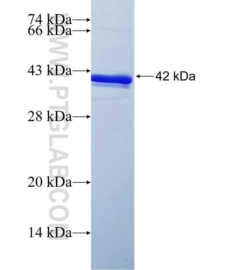 APEX1 fusion protein Ag28552 SDS-PAGE