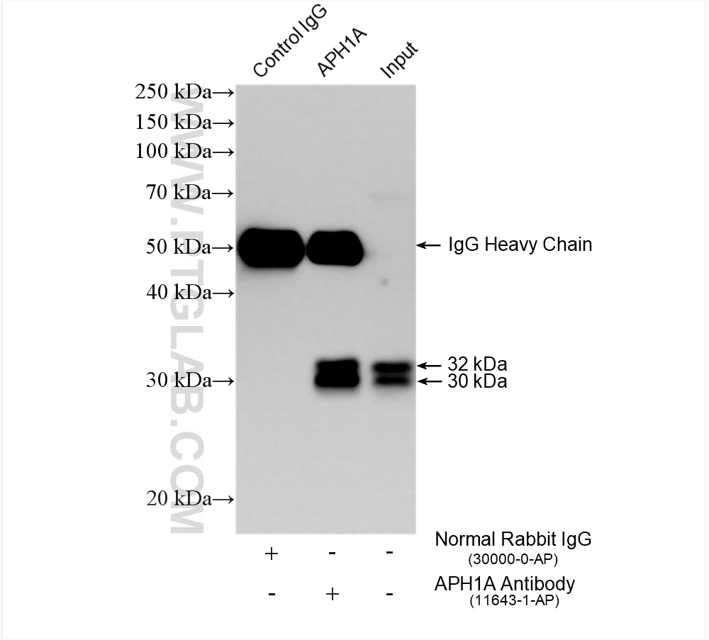 IP experiment of HeLa using 11643-1-AP