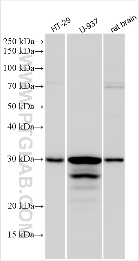 WB analysis using 11643-1-AP