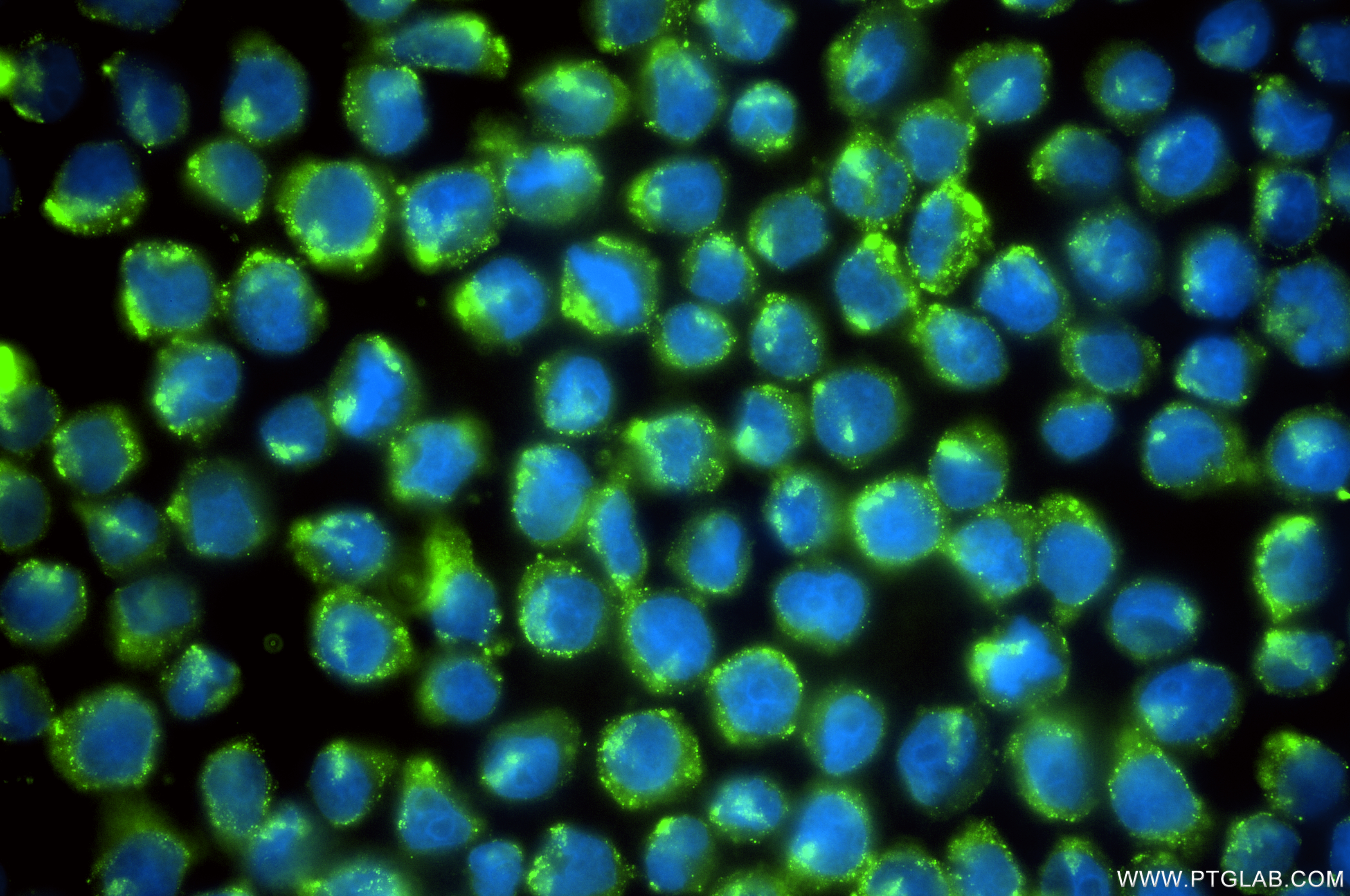 IF Staining of U-937 using 87181-1-RR