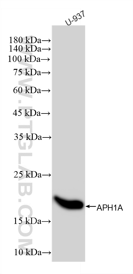 WB analysis using 87181-1-RR