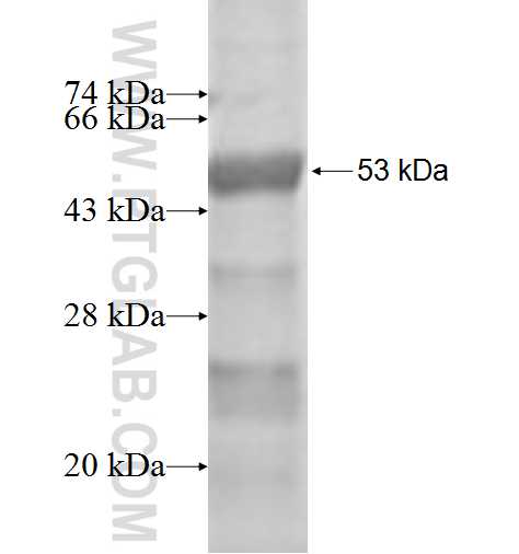 APIP fusion protein Ag2729 SDS-PAGE