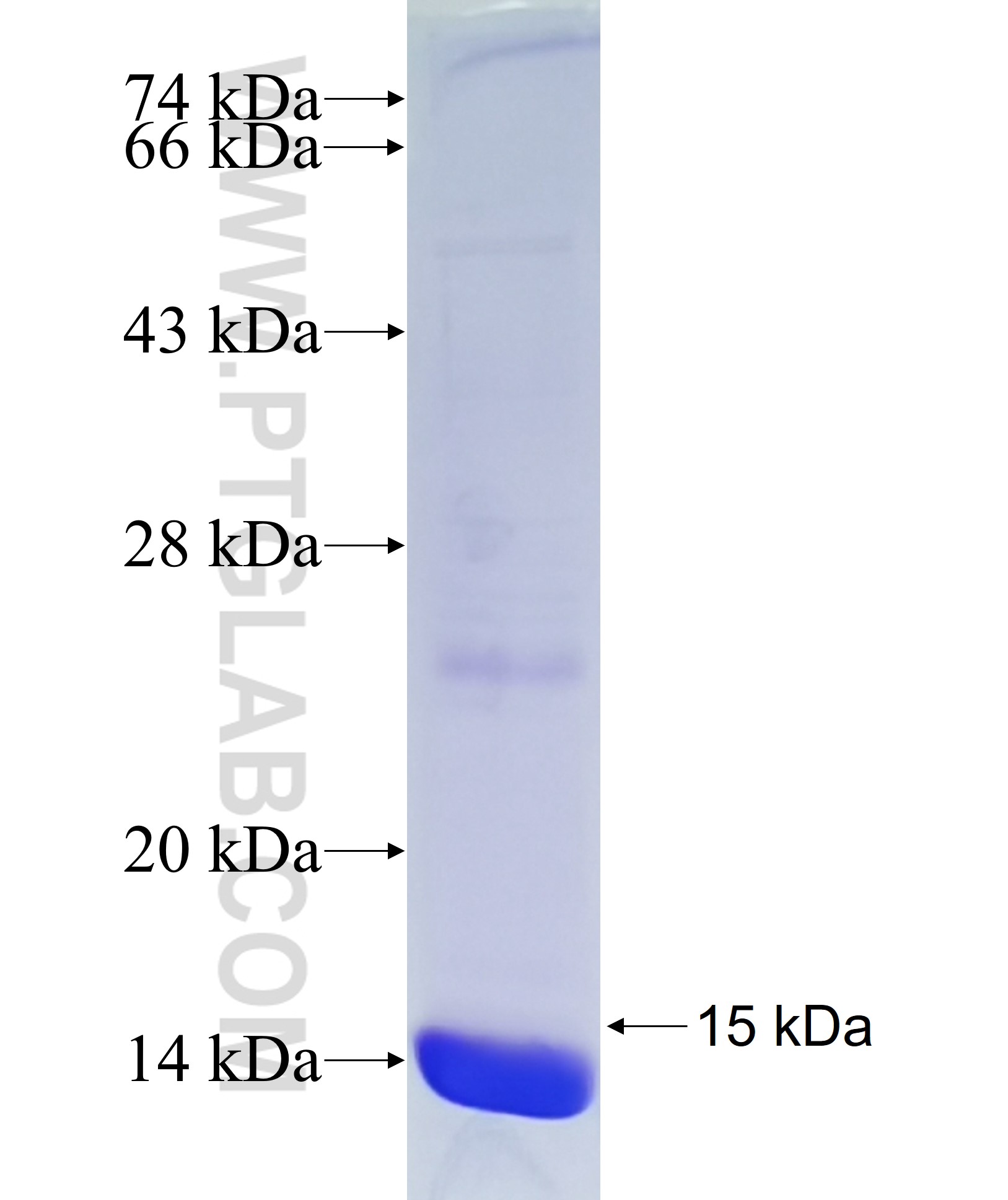 APLN fusion protein Ag37181 SDS-PAGE APLN fusion protein Ag37181 SDS-PAGE