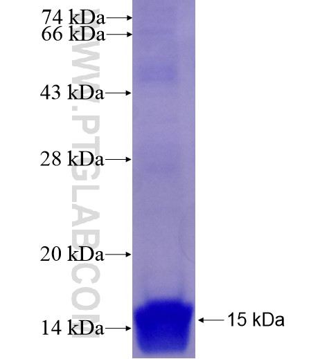 APLN fusion protein Ag14447 SDS-PAGE