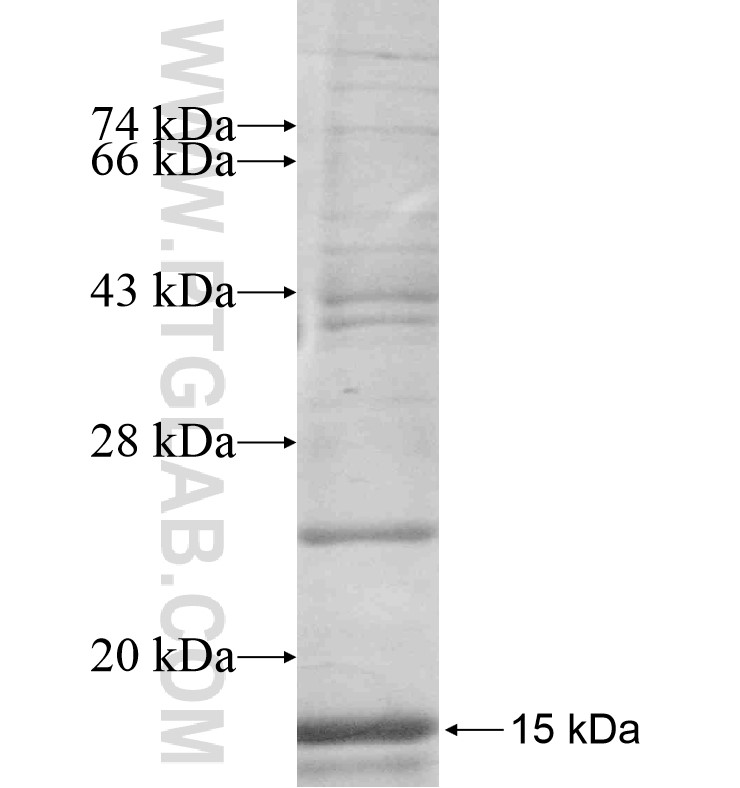 APLNR fusion protein Ag16830 SDS-PAGE APLNR fusion protein Ag16830 SDS-PAGE