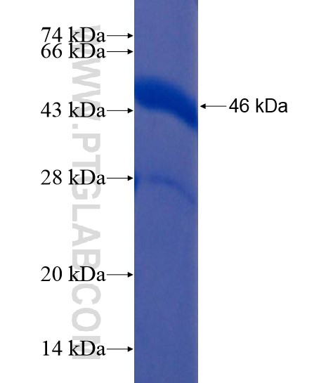 APLP1 fusion protein Ag22165 SDS-PAGE APLP1 fusion protein Ag22165 SDS-PAGE