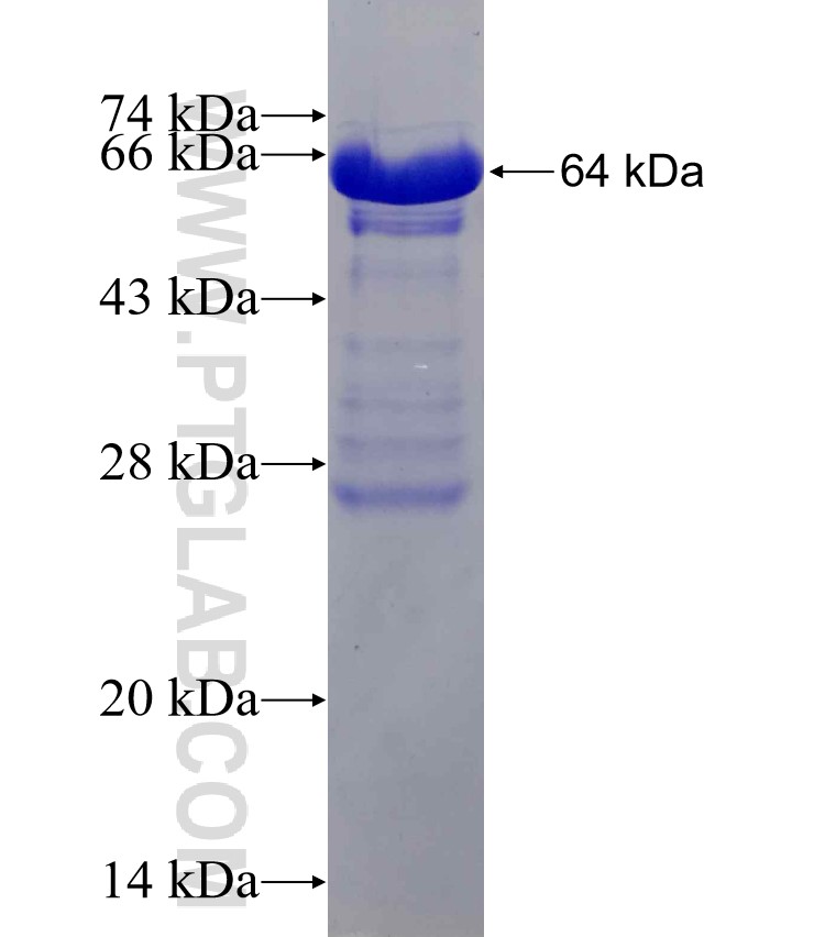 APLP1 fusion protein Ag2951 SDS-PAGE