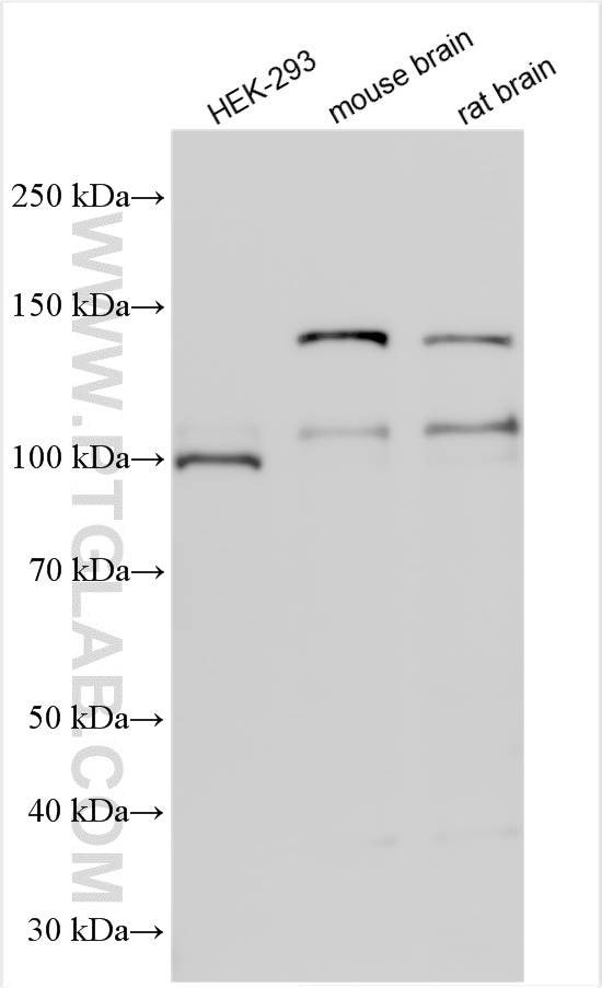 WB analysis using 15041-1-AP