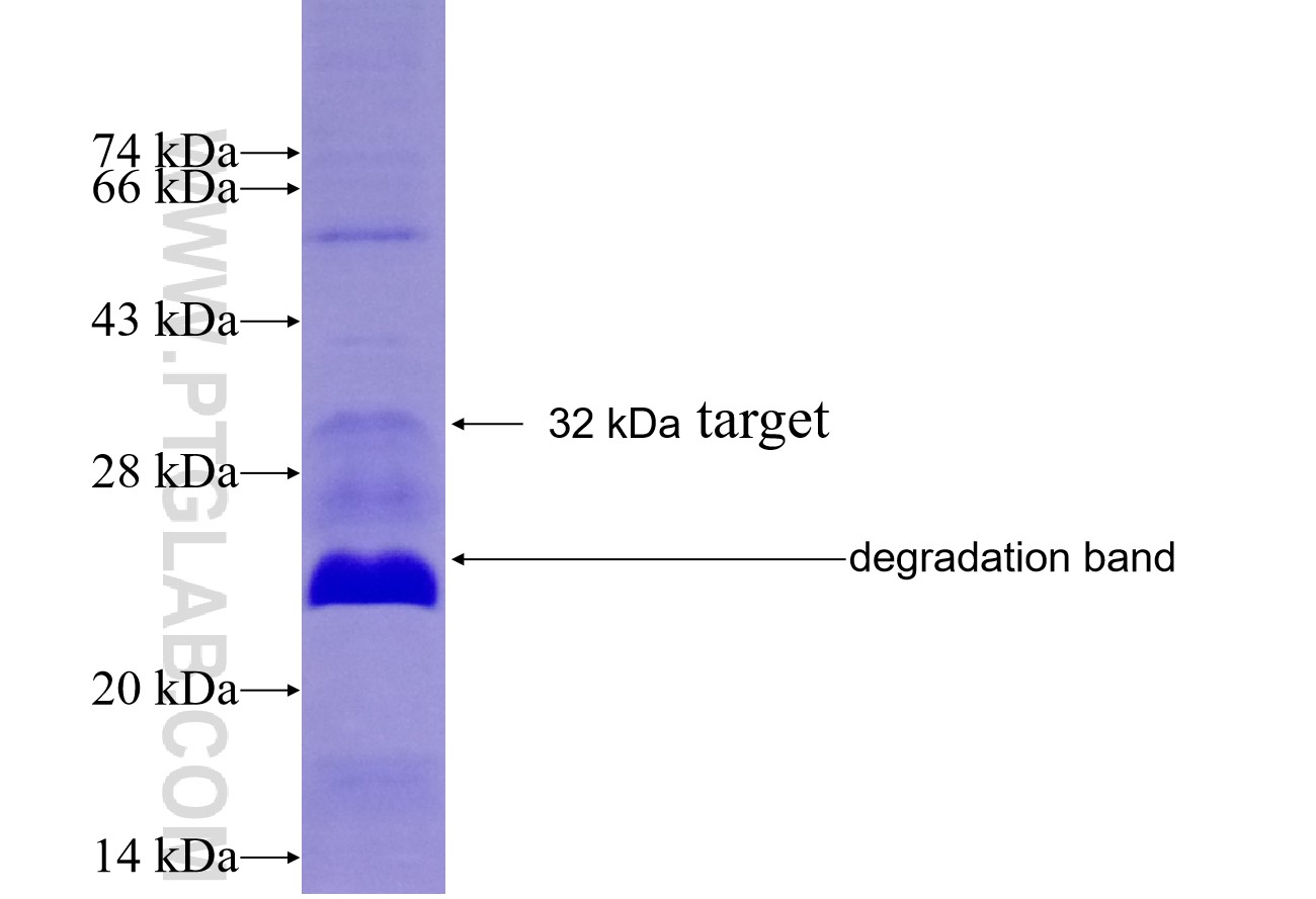 APLP2 fusion protein Ag27038 SDS-PAGE