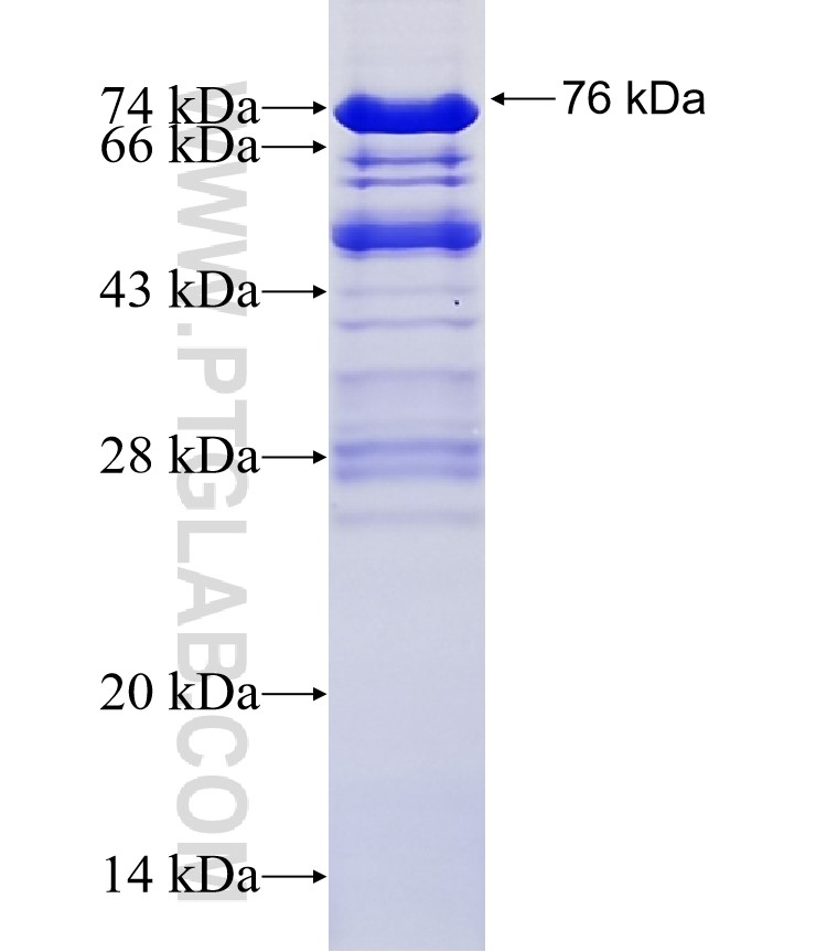 APLP2 fusion protein Ag6838 SDS-PAGE