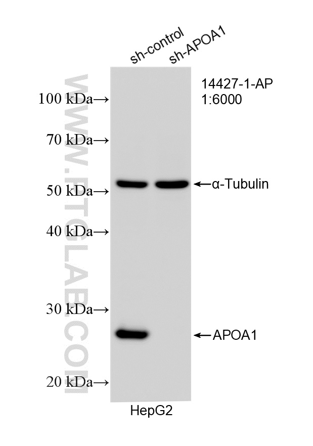 WB analysis of HepG2 using 14427-1-AP WB analysis of HepG2 using 14427-1-AP