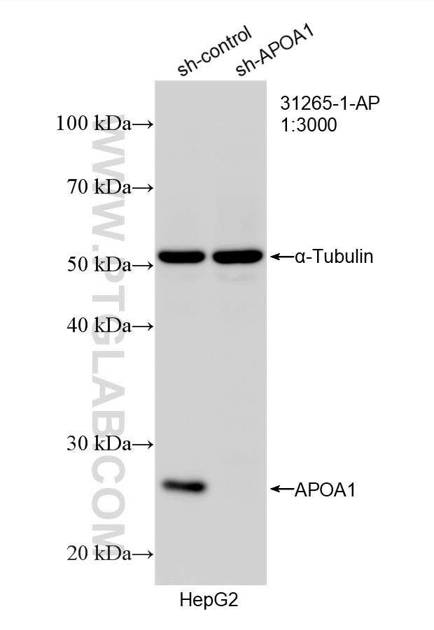 WB analysis of HepG2 using 31265-1-AP
