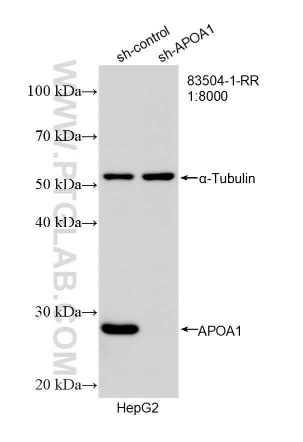 WB analysis of HepG2 using 83504-1-RR