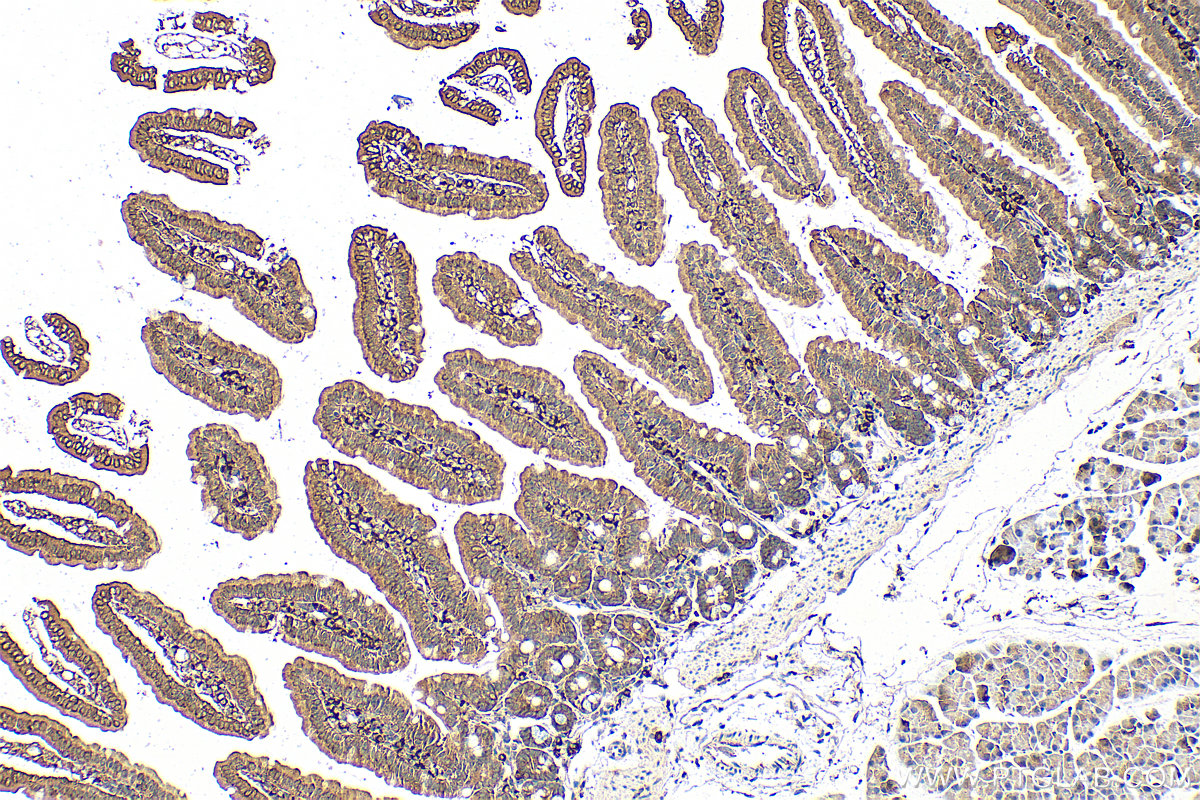 IHC staining of mouse small intestine using 66252-1-Ig