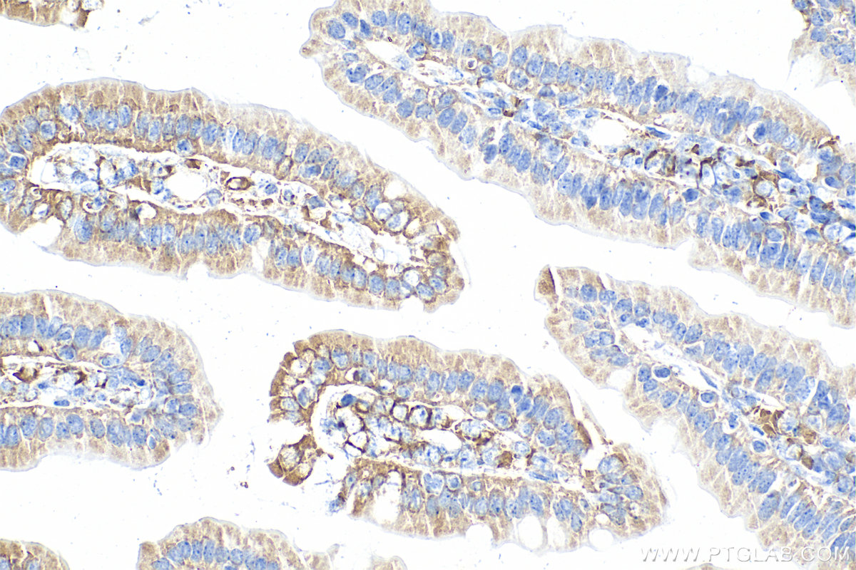 IHC staining of mouse small intestine using Biotin-66252