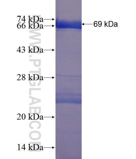 APOA4 fusion protein Ag12454 SDS-PAGE