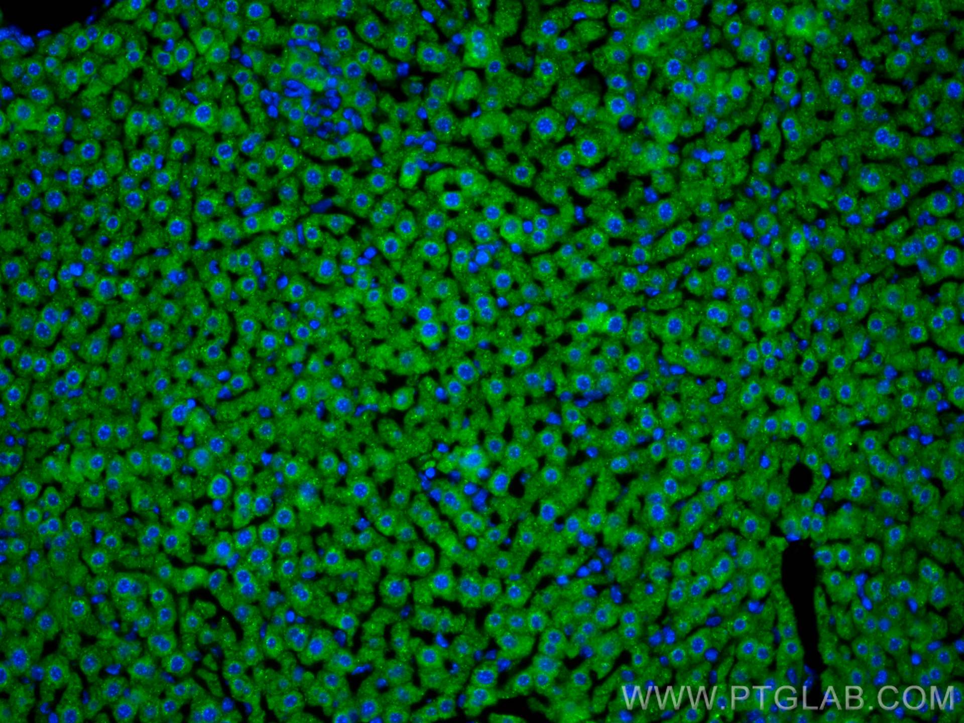IF Staining of mouse liver using 20578-1-AP