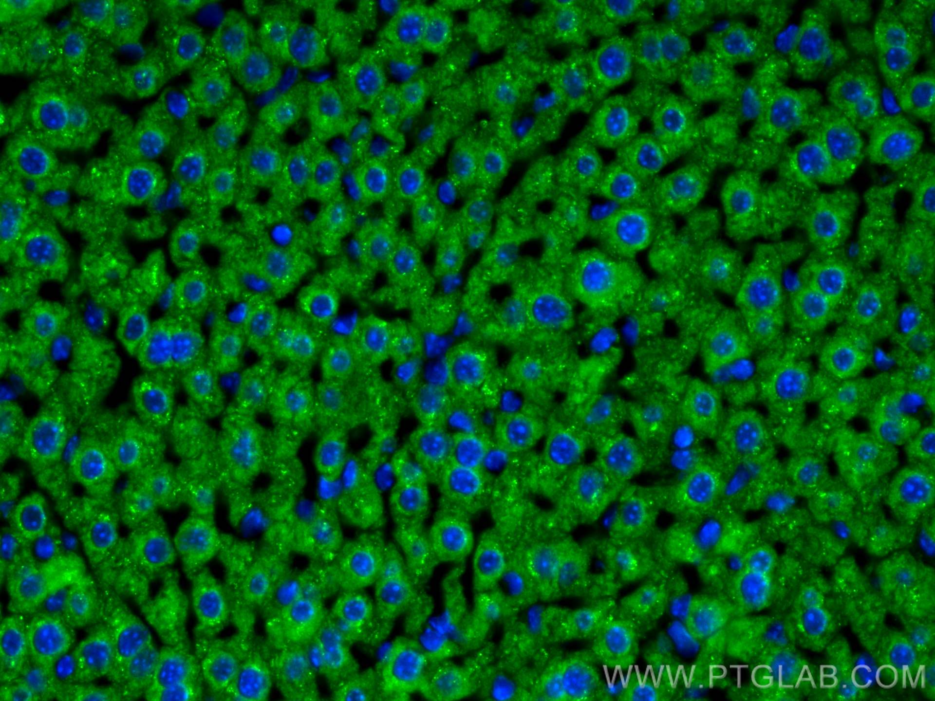 IF Staining of mouse liver using 20578-1-AP