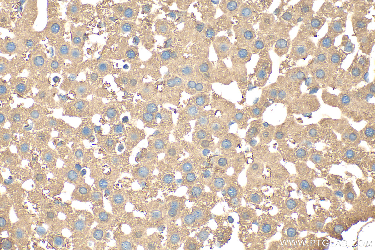 Immunohistochemical analysis of paraffin-embedded mouse liver tissue slide using 27751-1-AP (APOB antibody) at dilution of 1:200 (under 40x lens). Heat mediated antigen retrieval with Tris-EDTA buffer (pH 9.0). IHC staining of mouse liver using 27751-1-AP