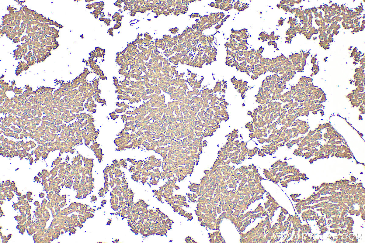 Immunohistochemical analysis of paraffin-embedded mouse liver tissue slide using 27751-1-AP (APOB antibody) at dilution of 1:200 (under 10x lens). Heat mediated antigen retrieval with Tris-EDTA buffer (pH 9.0). IHC staining of mouse liver using 27751-1-AP
